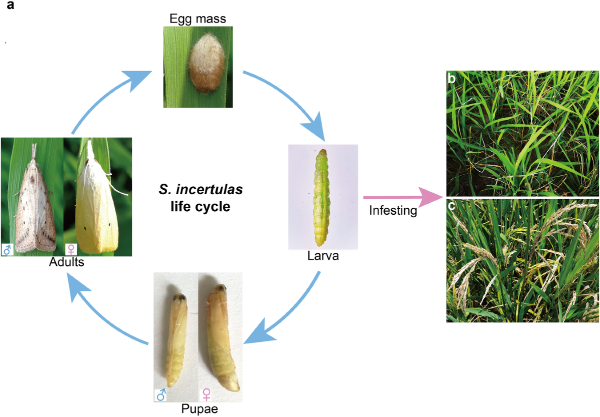 Rossiya xususiy lesbian rasmlar Yapon seks korsatish