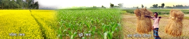 Mustard fields, groundnut fields, rice harvesting season